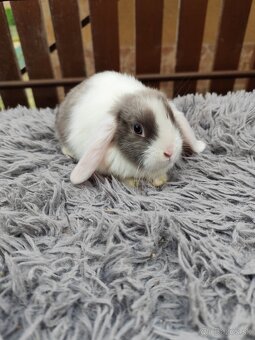 Zakrsly barancek satén samička s VP