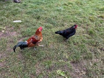 Na Predaj  mladé kohúty, obec Vojňany, okr. Kežmarok