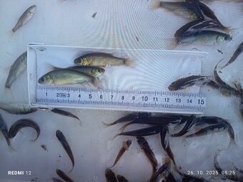 Predám na sadové rybky Lieň - 1