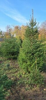 Smrek 🎄 ako vianočný stromček