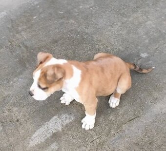 American bully merle