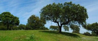 Dom, pozemok, záhrada