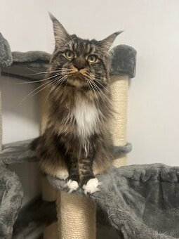 Mainska myvalia mačka main coon