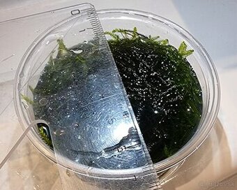 Taiwan moss mach do akvaria