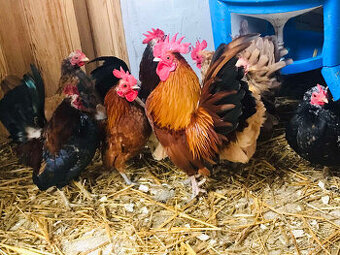 Ayam Serema-nasadove vajíčka