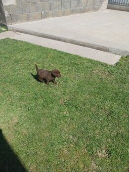 Predám šteniatka labradora