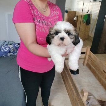 Šteniatko Shih-tzu (shih tzu, shihtzu)