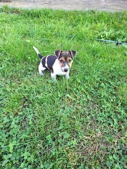 Jack russell terier.