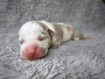 American Bully