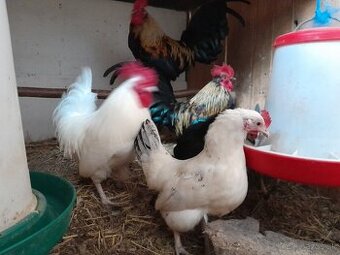p kuriatka liliputky serama bantam