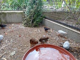 PREPELICA  ČÍNSKA