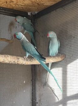 Alexander malý - pár