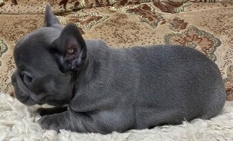 Francuzsky buldoček