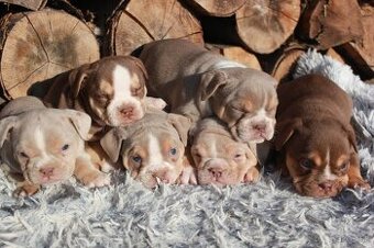 Anglický buldog, englisch buldog