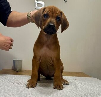 Rhodesian Ridgeback s preukazom pôvodu