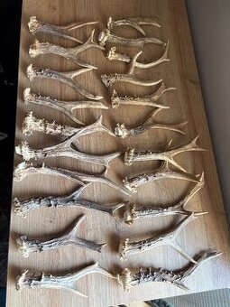 Srncie parozky,zhody,zrezy a srncie trofeje