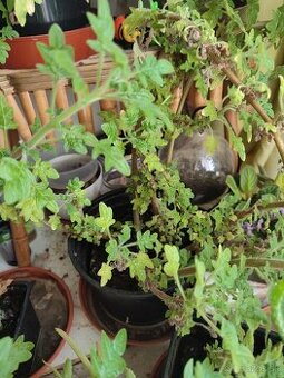 Predám Migrénovník