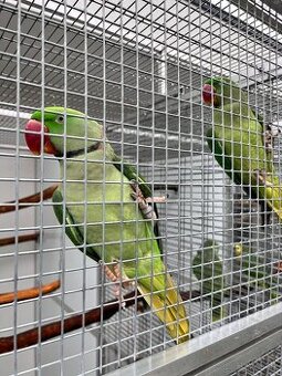 Alexander veľký - pár