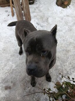 Predám cane corso