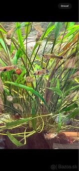 Predám mix -Endlerky