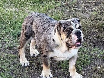 BULDOK-BULDOG-BULLDOG-KTO DARUJE