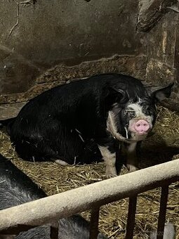 Kríženec mangalica