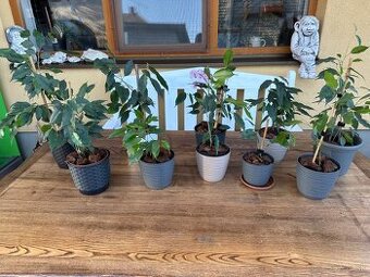 Ficus benjamina - Fikus benjamín / Variegata