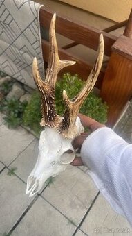 Trofej ,srnec ,parohy ,parozie