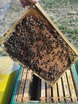 Predám včely Senica