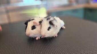 Dve samičky hladkosrsté morča hladaju domov