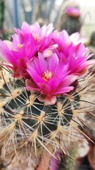 Mrazuvzdorné kaktusy