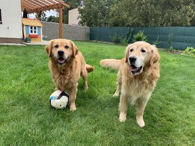 Zlaty retriever - Krytie