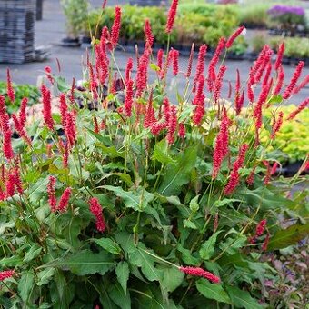 Persicaria red