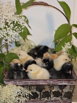 🐣  kuriatka Oravky biela, zlatá, krahulcová
