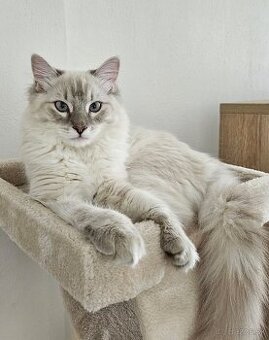 Ragdoll kocúrik
