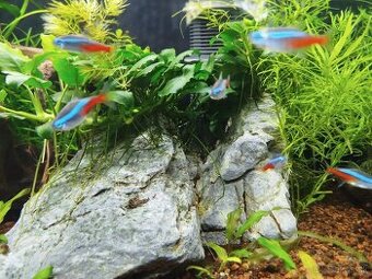 Tetra neonová