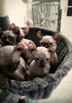 Sphynx elf