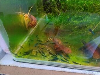 Predám modré krevetky neocaridina
