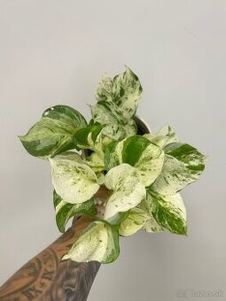 Epipremnum Happy Leaf