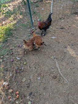 Kohút marans