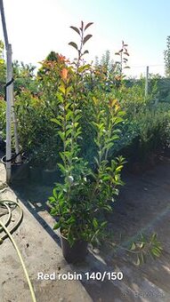 ČERVIENKA - Photinia