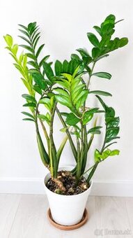 Zamiokulus