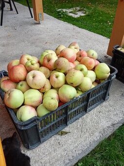 Predaj