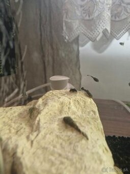 Prísavník obyčajný - Ancistrus sp.