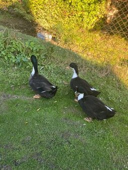 Ponúkam posledné 3 veľké živé čierne kačky 4kg