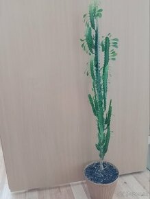 Kvet - Euphorbia trigona mill