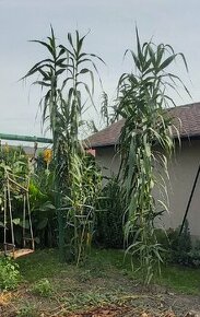 Predam korene bambusovej travy. - 1