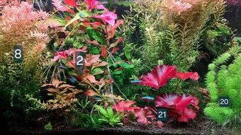 Rastlinky do akvária