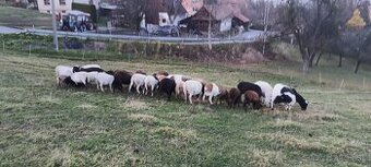 Prodám ovce kamerunské dorper