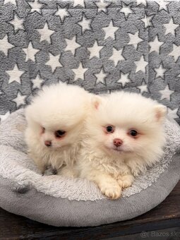 Pomik, pomeranian, špic, oranžový špic, nemecký špic